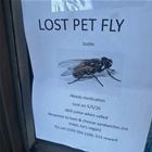 Lost Pet