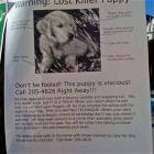 Lost Puppy