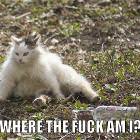 Lostcat
