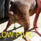 Low Five