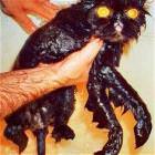 Mad Wet Pussy