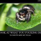 Made The Spider Sad