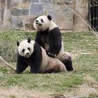 Making Pandas
