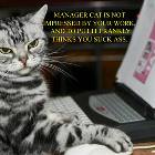 Manager Cat