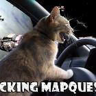 Mapquest Cat