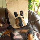 Masked Dog