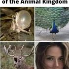 Mating Calls