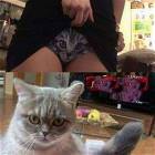 Me Ow