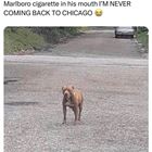 Meanwhile In Chicago