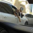 Meanwhile In Dubai