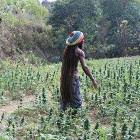 Meanwhile In Jamaica