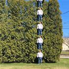 Measuring The Trees