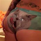 Meoooooow
