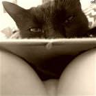 Meow