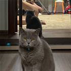 Meow