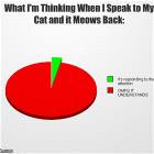 Meowing Cat