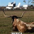 Merica