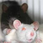 Mice Sexy Time