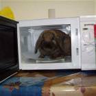 Microwave Bunny