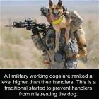 Military Dogs