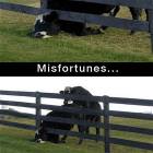 Misfortunes