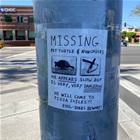 Missing