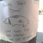 Missing Rabit
