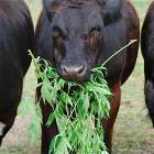 Mmmmmoooo