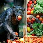 Monkey Apples