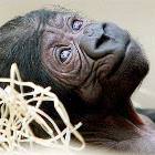 Monkey Face