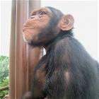 Monkey Faces