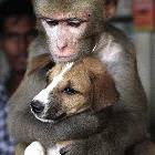 Monkey Hugging Puppy