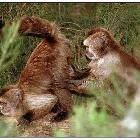 Monkey Inspection