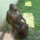 Monkey Love