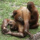 Monkey Love