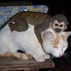 Monkey Loves Cat
