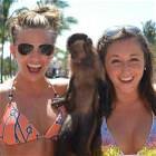 Monkey Not Impressed