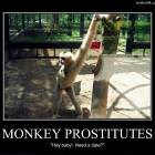 Monkey Prostitutes