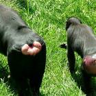 Monkeys Are Funny