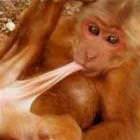 Monkeys Are So Funny
