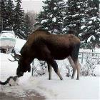 Moose
