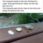 Mosquito Trap