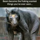 Most Animals Get Funnier