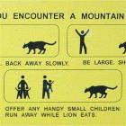 Mountain Lion Encounter