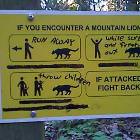 Mountain Lions