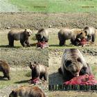 Mr And Mrs Bear