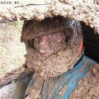 Muddy