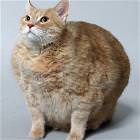 Muffincat