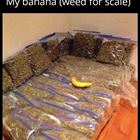 My Banana