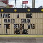 My Dog At The Beach